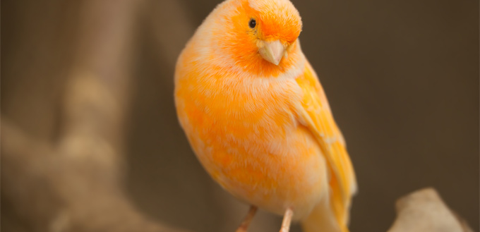 canary bird chased by a cat