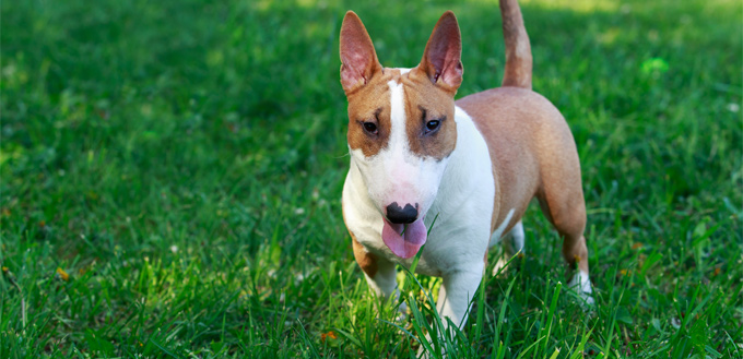 Is Cabbage Bad For Dogs is-cabbage-bad-for-dogs