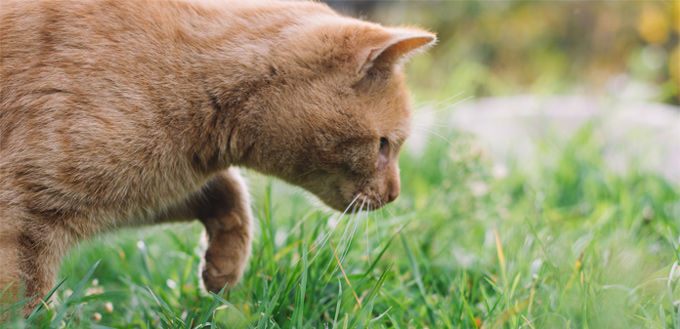 cat chasing a mouse