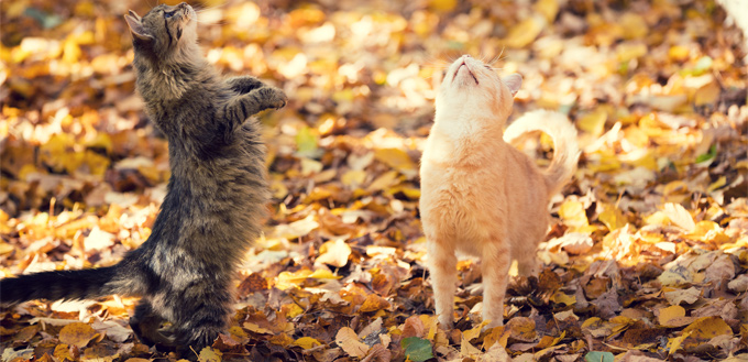 cats chattering at birds