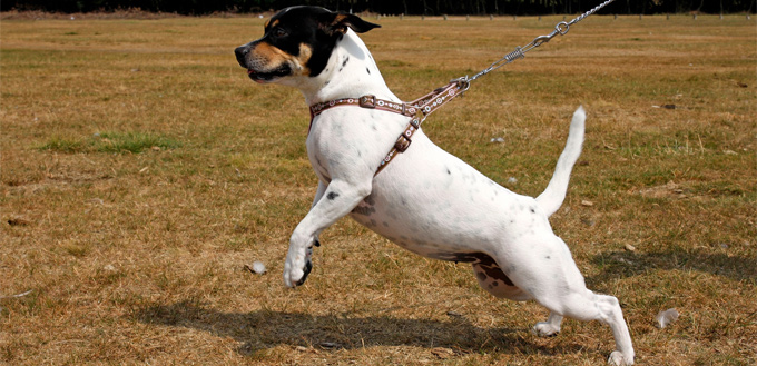 chest harness for dogs