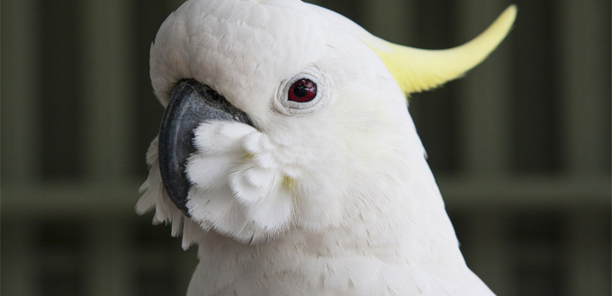 cockatoos