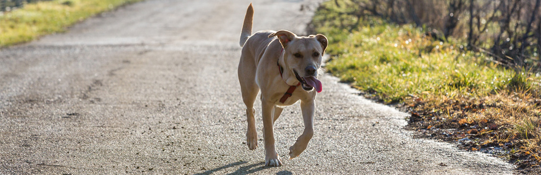 common reasons dogs run away from home