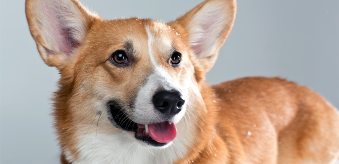 corgi breed