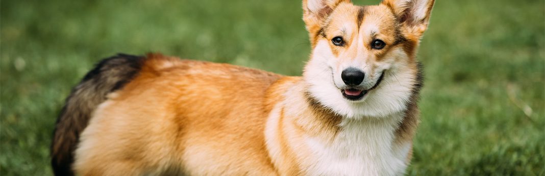 corgi mixed with german shepherd