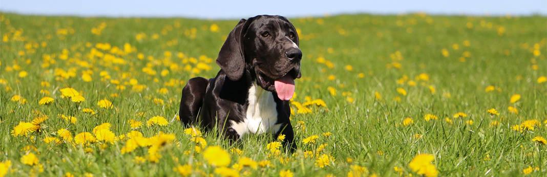 great dane mastiff dog