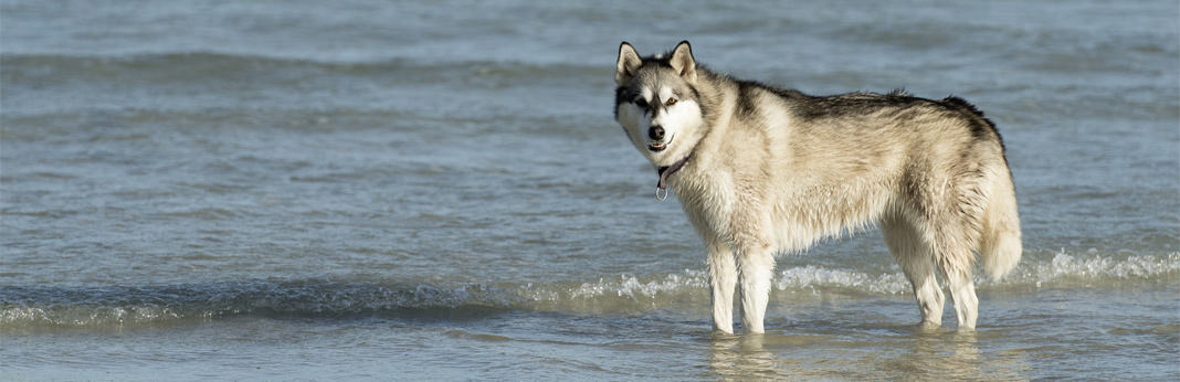 do-huskies-like-to-swim