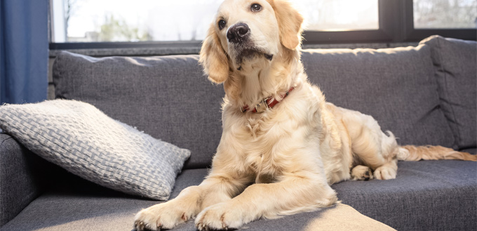 dog annoyed by man's shouting