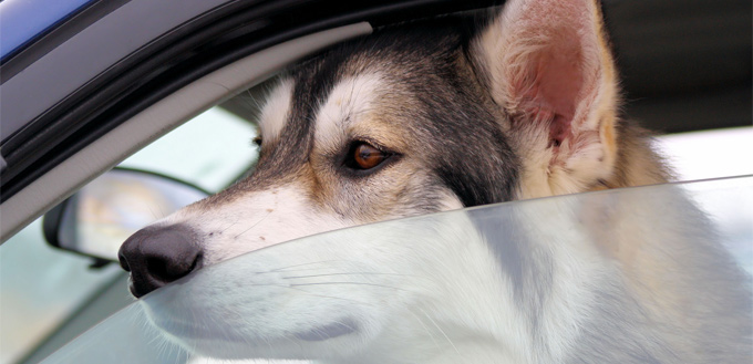 dog being left alone