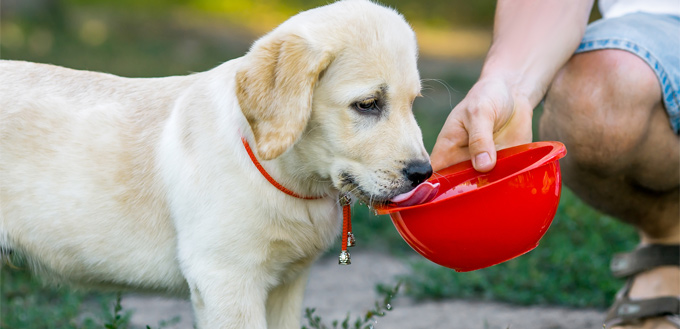 dog drinking water out of man's hand