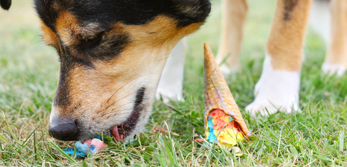 dog eating human's food