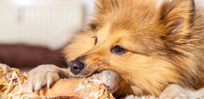 dog eating rawhide food