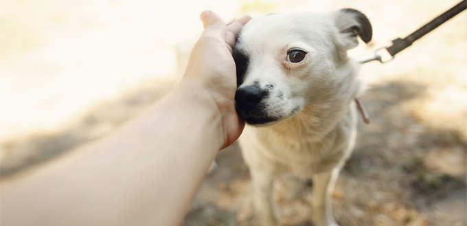 dog facing their fear