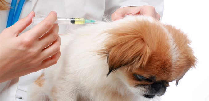 dog getting a microchip