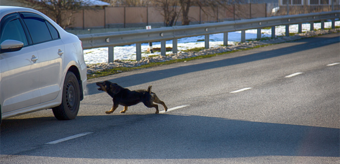 dog howling at a siren