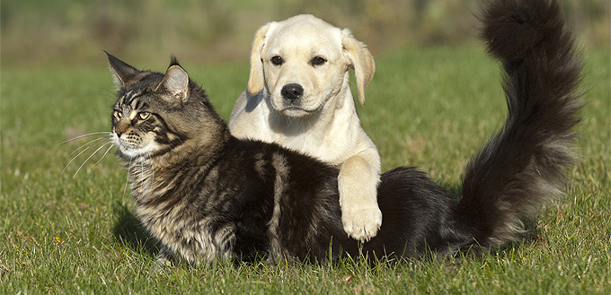 dog humping a cat