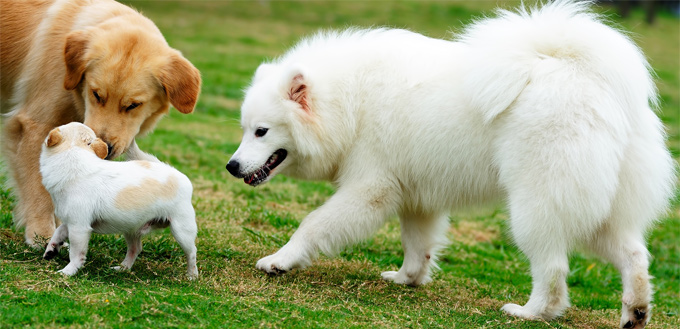 dog humping another dog