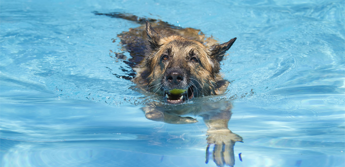 dog in hydrotherapy session