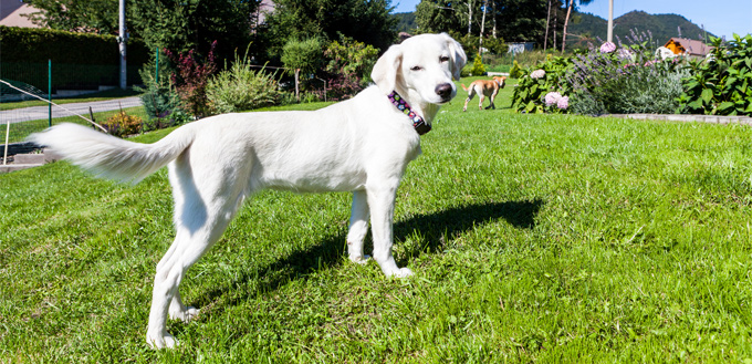 dog in the garden