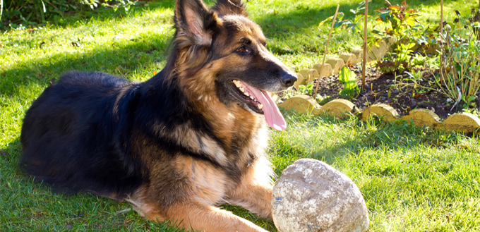 dog laying in the garden