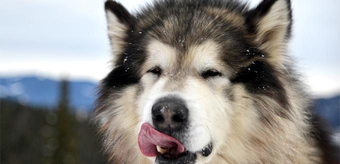 dog likes olive oil