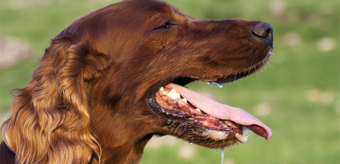 dog mouth are cleaner than human's