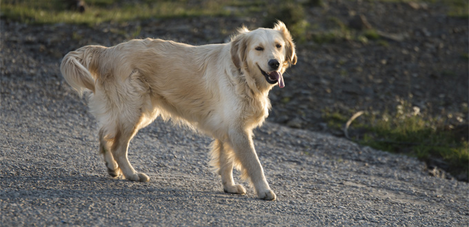 dog on a hot pavement