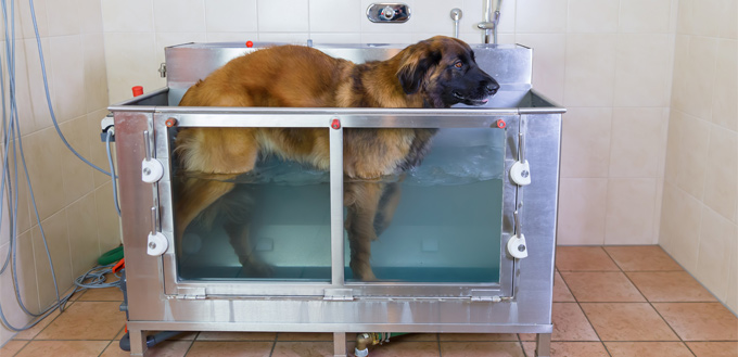 dog on the dog in hydrotherapy