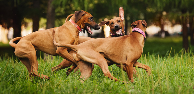 dogs playing interactively