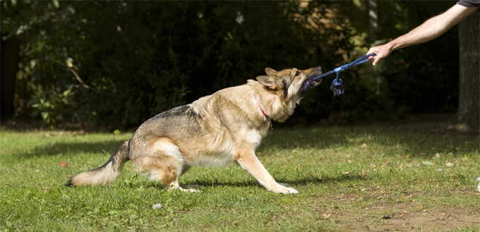 dog playing tug of war