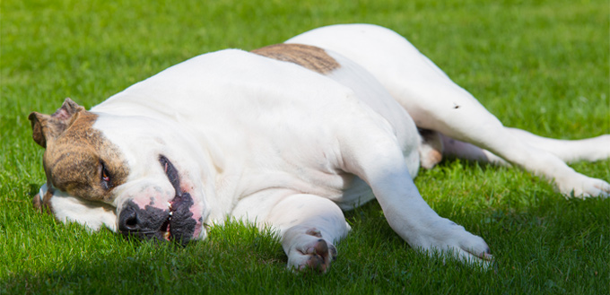 dog reiki massages