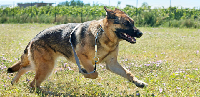 dog running away from home