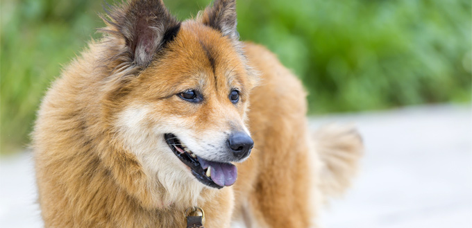 dog smiling