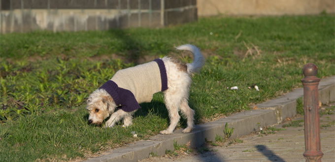 dog sniffing on the street