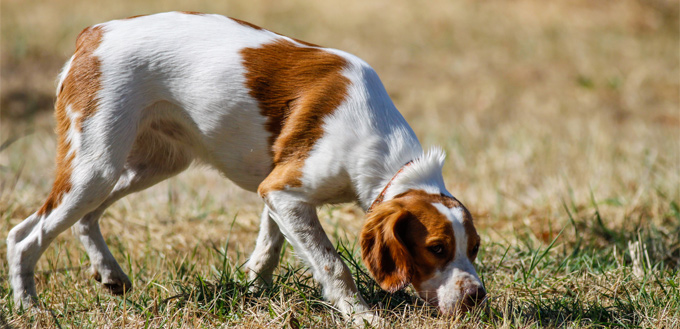 dog sniffing