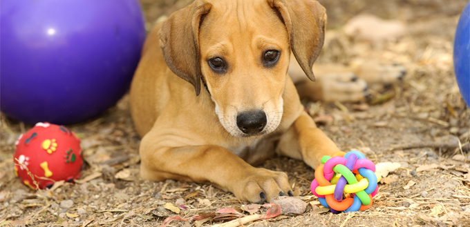 dog surrounded by its toys