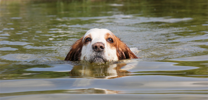 dog swimming