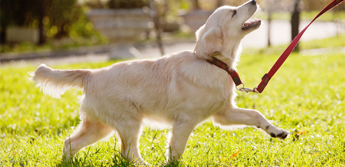 dog wagging their tail