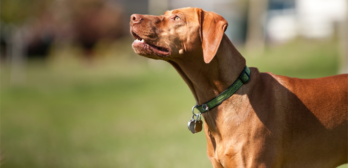 dog wearing name tag