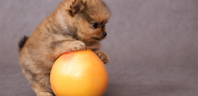 dog with a grapefruit