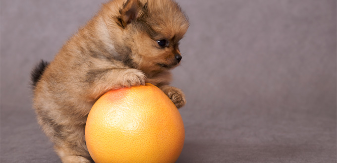 chien avec un pamplemousse