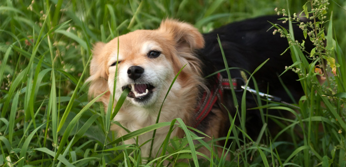 dogs eat grass to vomit