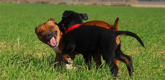 dogs humping one another