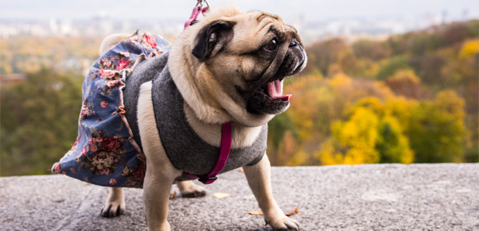 dressing up a dog