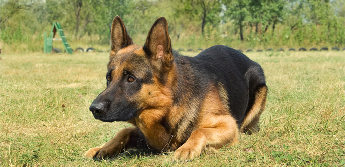 german shepherd lying on the grass