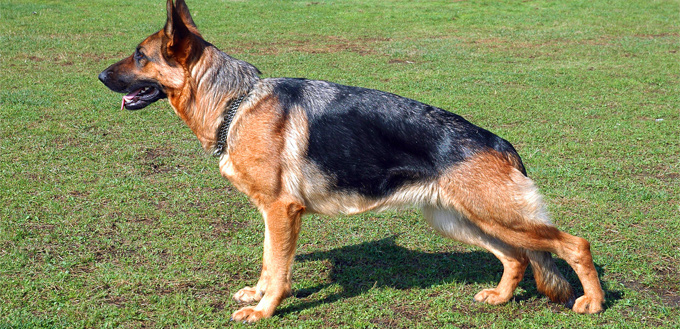 german shepherd on the grass