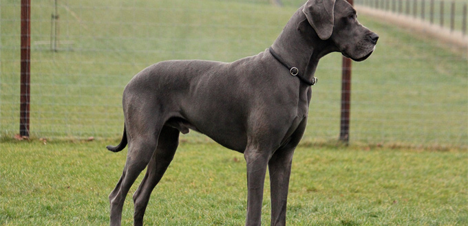 great dane posing