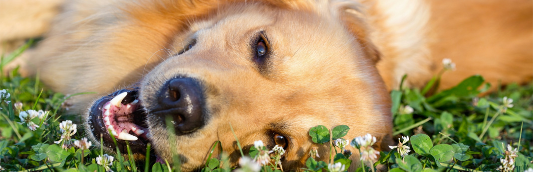 how to teach your dog to smile - step by step guide