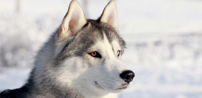 husky breed