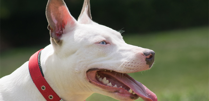 husky & pitbull breed mix